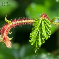 Korean Raspberry